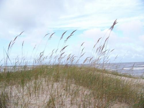 Strandvegetation der Rigaer Bucht (100_0827.JPG) wird geladen. Eindrucksvolle Fotos aus Lettland erwarten Sie.